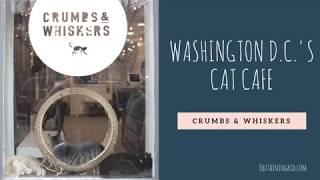 Crumbs & Whiskers Cat Cafe in Washington D.C. (Georgetown)