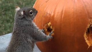 Squirrels Carve Face in Pumpkin!