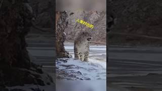 【动物趣事】你喜欢这样一只可爱的大猫吗？