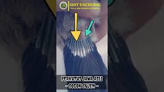 Perkutut Sogok Sujen | Penyingkir Dedemit part 2