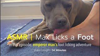 Max Licks | Foot | ASMR DOG LICKING | No Talking