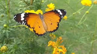 Butter fly Sitting on Flowers | Manish nature world |4k ultra | butterfly # flowers # Sitting