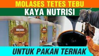 Molases Tetes Tebu Kaya Nutrisi Untuk Pakan Ternak