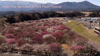 Inabe City Agricultural Park Plum Festival