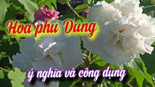 hoa phù dung| ý nghĩa và công dụng