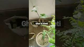 #Ghar ki khetishorts#shortvideo #youtubeshorts #mamta mam sr#shortfeeds #shortsgarden #shortviral
