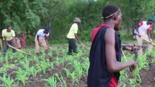 Tanzania Sukuma, Bachonga Magembe working in the fields