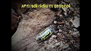 Haltung von Armadillidium gestroi