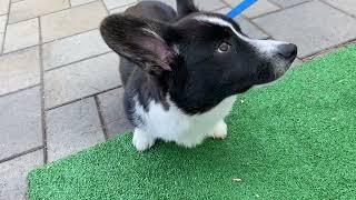 Cardigan Welsh Corgi 10 weeks to 1 year-old growth journal | Totle The Corgi Ep.3