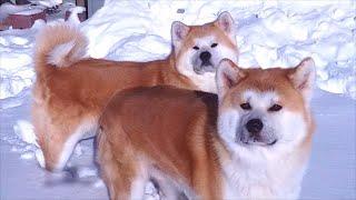 日本秋田犬在加拿大的慵懒生活     The Japanese Akita Dogs Living A Lazy Life in Canada