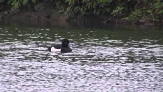 2012-0208-105751  磯雁(Common Pochard)、澤鳧(Tufted Duck)