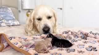 Adorable Golden Retriever Reacts to Newborn Kittens