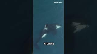 Why are orcas called killer whales? #shorts #ocean #sea #fish #whales #killerwhales #orca