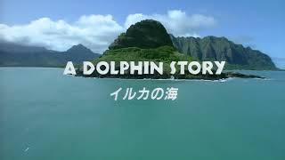 A DOLPHIN STORY (일본 새벽 방송 감성 영상)