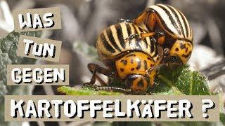 Was tun gegen Kartoffelkäfer?