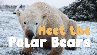 Ep 1 | Peak Wildlife Park Diaries | MEET THE POLAR BEARS