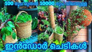 Best Indoor Plants | Garden Decorative Items | Jobin Magic World