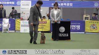 2023 서울 FCI 국제 도그쇼(Welsh Terrier)