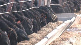 AgweekTV: Livestock Tour - North Central SD