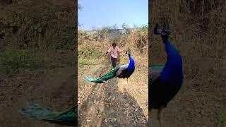 Cute peacock  so cute birds #peacock #birds #wildlife #forest #mor #vtrwildtv #zoo