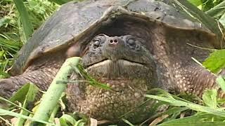 Snapping Turtle