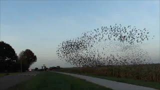 Starling murmuration