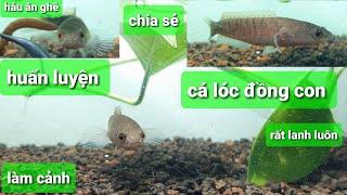 Chia sẻ cách nuôi cá lóc đồng con làm cảnh rất háu ăn và lanh luôn