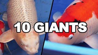 10 LARGEST JUMBO KOI fish in the world