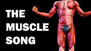 THE MUSCLES SONG (Learn in 3 Minutes!)