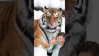 The Siberian Tiger is the real King