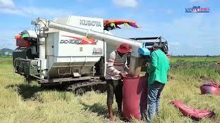 Rice fields yield between 900,000 to 1 million tons per year in Banteay Meanchey