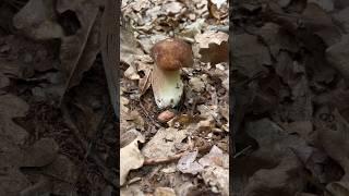  Boletus #grzyby #boletus #pilze #funghi #porcini #гриби #mashroom #boleto