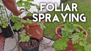 Foliar spraying with seaweed and/or fish emulsion to fertilize plants