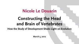 Constructing the Head and Brain of Vertebrates || Radcliffe Institute