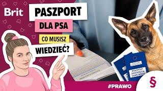 PRAWO: Paszport dla psa - wszystko, co musisz wiedzieć - Brit Polska