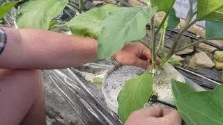 Pruning greenhouse eggplants for production.