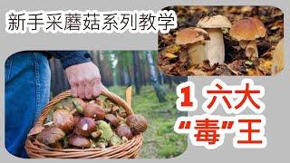 Mushroom picking instructional video for beginners episode one: the six poisonous kings of mushrooms