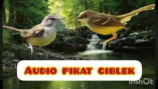 audio pikat ciblek suara asli 100% ampuh