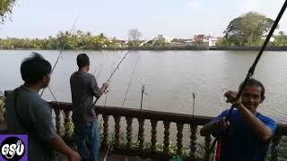 #Ep58 Ikan Termahal Di Tanjung Chali Alor Setar Kedah Seekor Rm1K