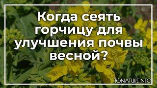 Когда сеять горчицу для улучшения почвы весной? | toNature.Info