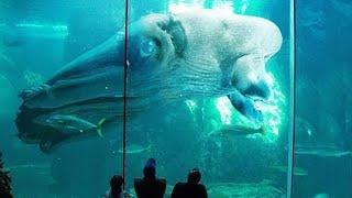 7 CRIATURAS OCEANICAS  Más GRANDES Del Mundo!!