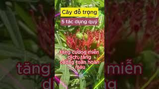 Cây đỗ trọng 5 tác dụng quý #caythuocnamquy #caythuocnam #thaoduoc #caythuocvuonnha