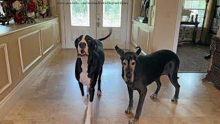 Funny Great Danes Give Opinion About New Puppy Or Kitten