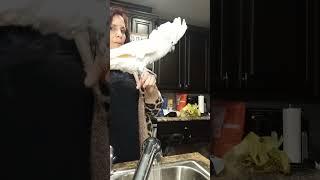 Ozzie gets excited!! #parrot #cockatoos #birds #pets #cockatoolife