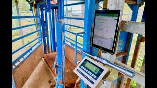 AgriEid Cattle Scales - Build your own Platform and Install in less than 30 minutes.