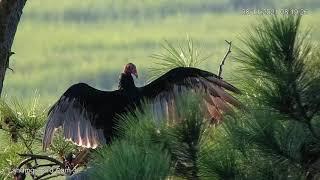 Turkey Vulture Sunning With Wings Open In Savannah, Georgia – Aug. 11, 2021