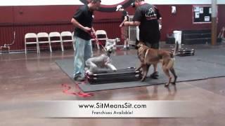 Teaching Manners to small dogs (Episode 4)