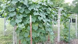 Do this to CHAYOTE PLANTS for more Chayote Harvest
