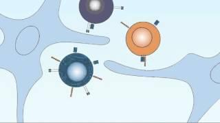 8 1 T Cell Development