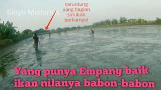 Berburu ikan sisa panen yang punya Empang niat sedekah semoga panen berikutnya makin melimpah